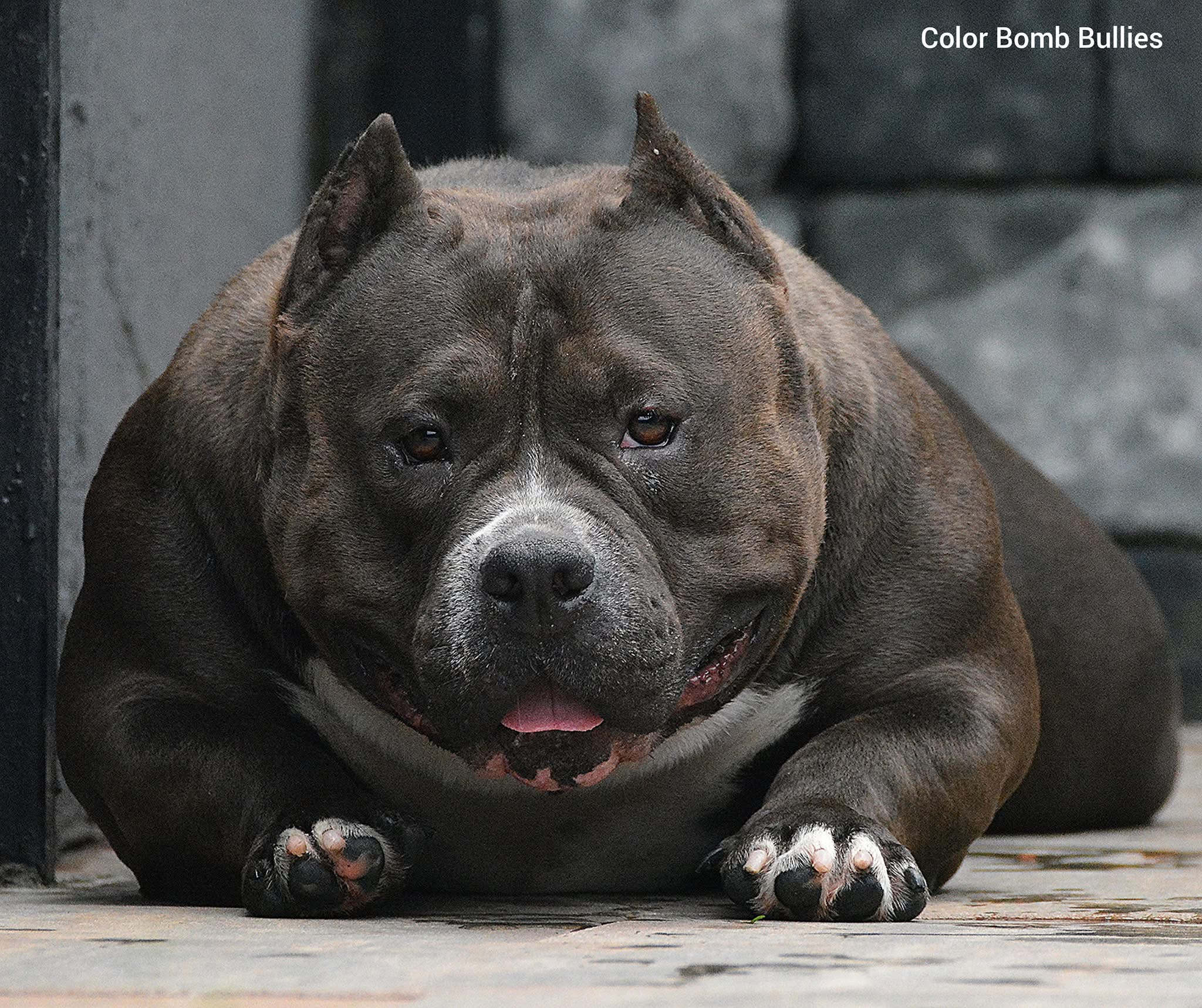 COLOR BOMB BULLIES MORTICIA — Night Drakula Kennel